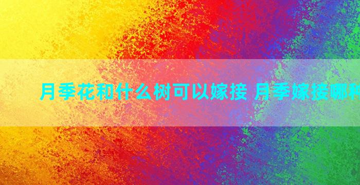 月季花和什么树可以嫁接 月季嫁接哪种好成活